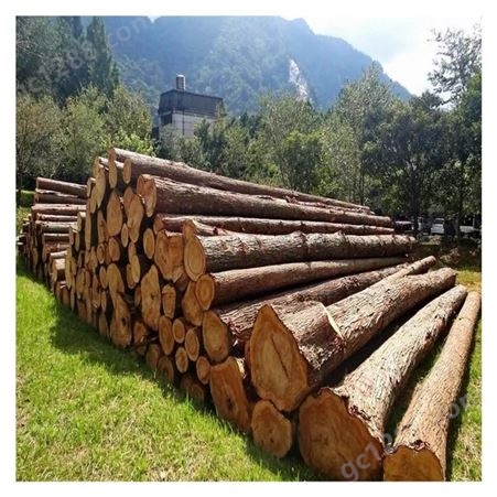 原木 木材批发 河堤木桩 河道修固打桩木 桩基松木桩出售