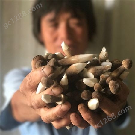 联盛 上海鸡枞厂家 食用黑皮鸡枞菌 生产厂家