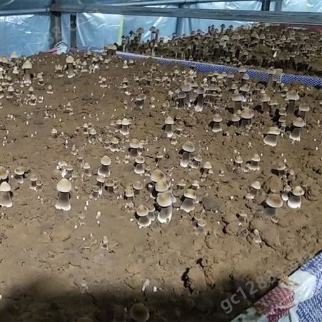 人工种植黑皮鸡枞菌 提供鸡枞菌技术培训 种植技术
