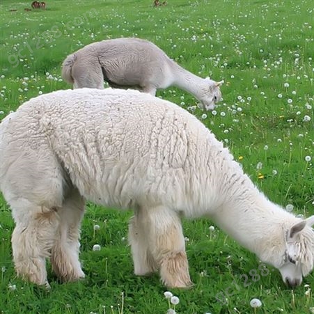 萌宠羊驼苗 自然散养 成年羊驼养殖基地 适应性强