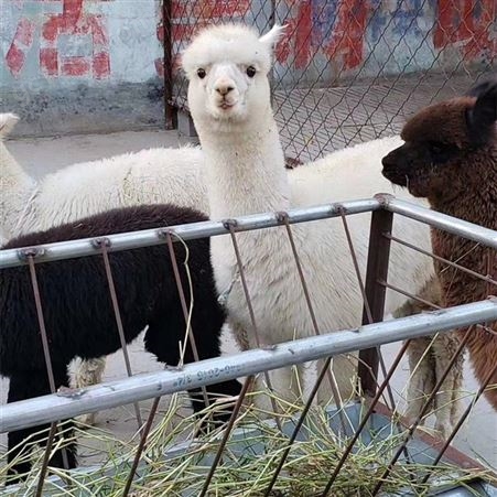 背毛丰富头脸漂亮宠物羊驼养殖 适用于家养景区观赏 性格温顺