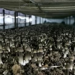 联盛 重庆鸡枞菌基地 食用菌 规格齐全