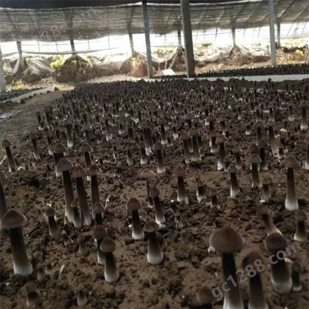 联盛 江苏黑皮鸡枞菌基地 食用黑皮鸡枞菌 供应定做