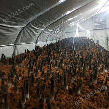 联盛 食用菌黑皮鸡枞菌厂家 北京鸡枞鲜货 生产厂家