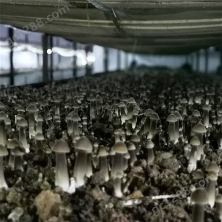 联盛 山东鸡枞菌基地 食用黑皮鸡枞菌 价格合理