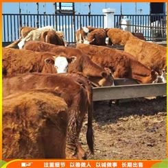 繁殖西门塔尔牛 西门塔尔牛技术指导 成年西门塔尔牛 养殖销售