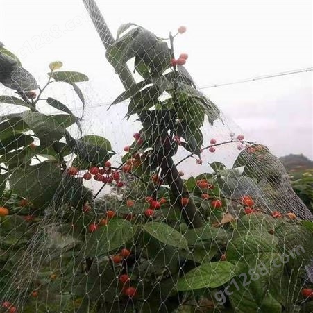 航瑞加工厂定制 蔬菜大棚防虫网 哈密瓜种植 果园防鸟网