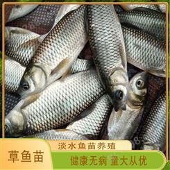 舒平淡水鱼 专业养殖户养殖户 大量现货供应优质草鱼苗